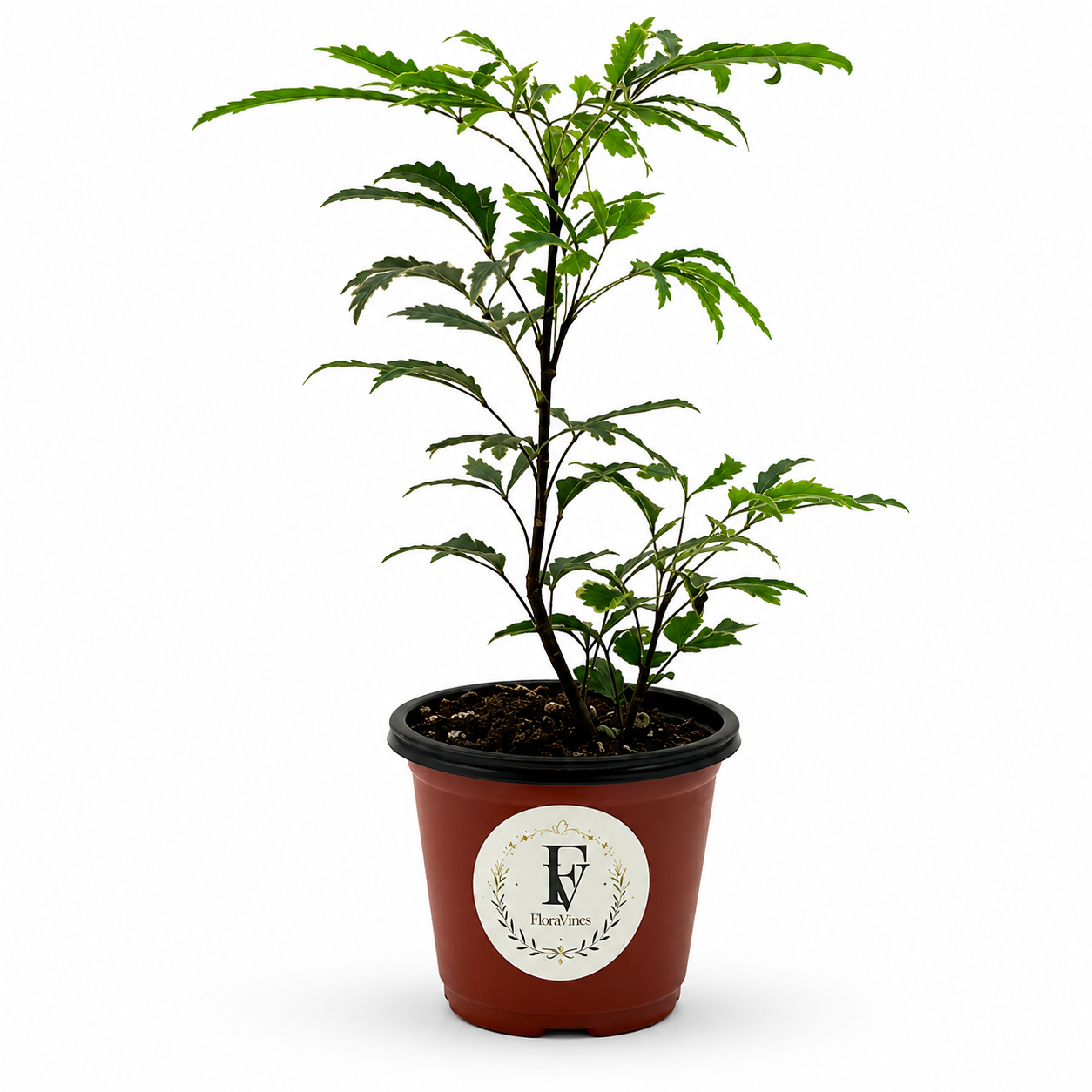 Variegated False Aralia (Plerandra elegantissima) – 4-Inch Pot – Default Title