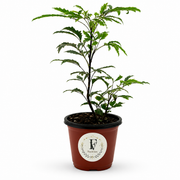 Variegated False Aralia (Plerandra elegantissima) – 4-Inch Pot – Default Title