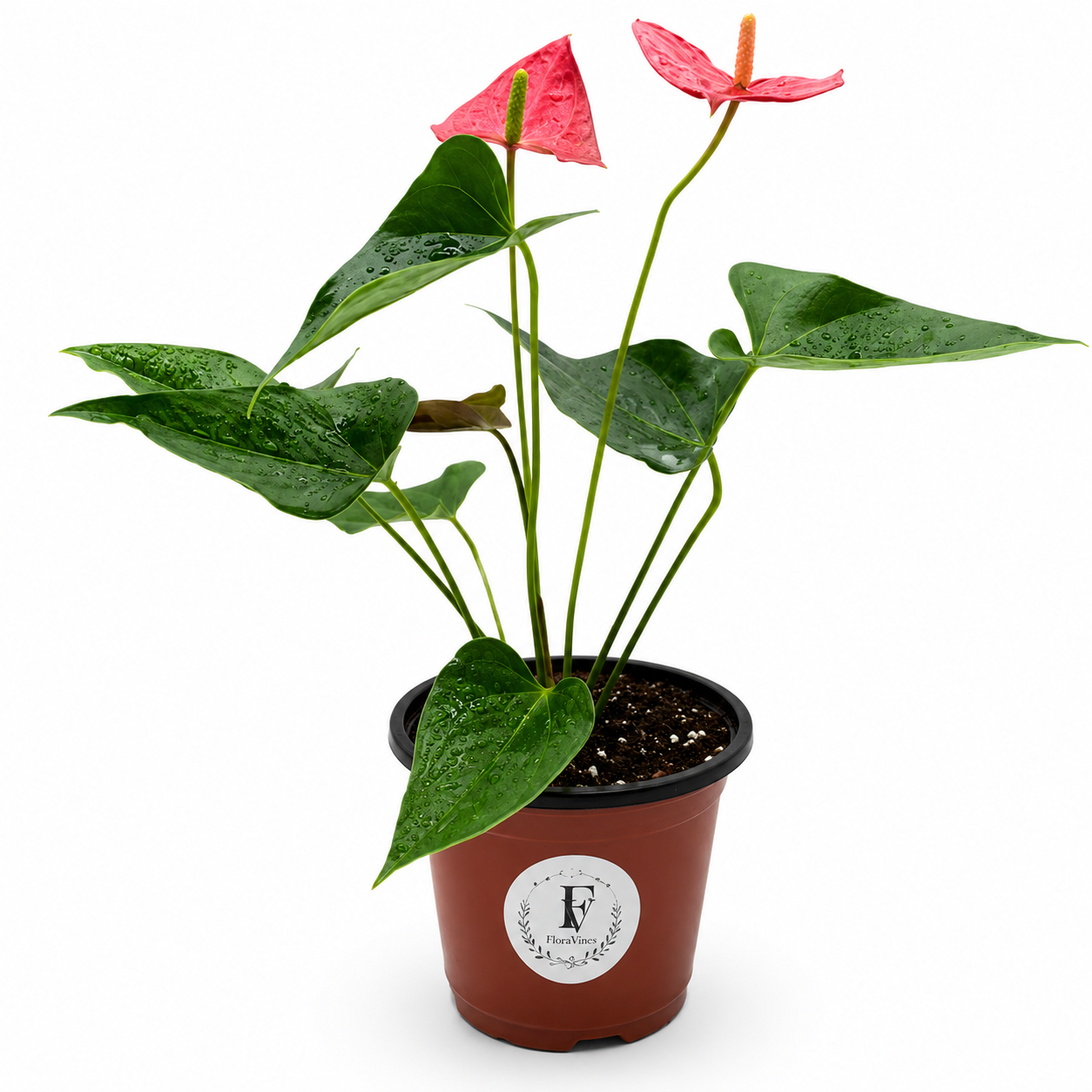 Red Anthurium, Flaming Flower – 6-Inch Pot – Default Title