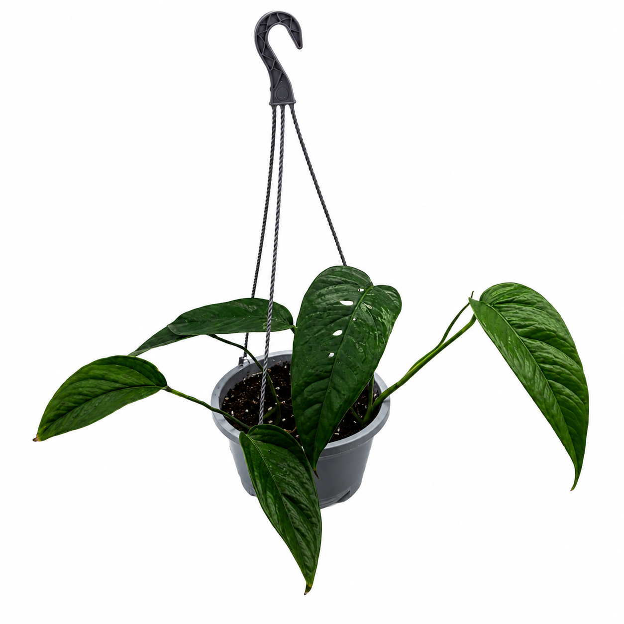 Epipremnum Pinnatum Albo Variegated – 5-Inch Pot – Default Title