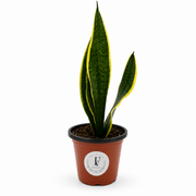 Snake Plant (Sansevieria trifasciata) – 6-Inch Pot – Default Title