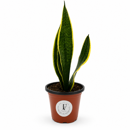 Snake Plant (Sansevieria trifasciata)