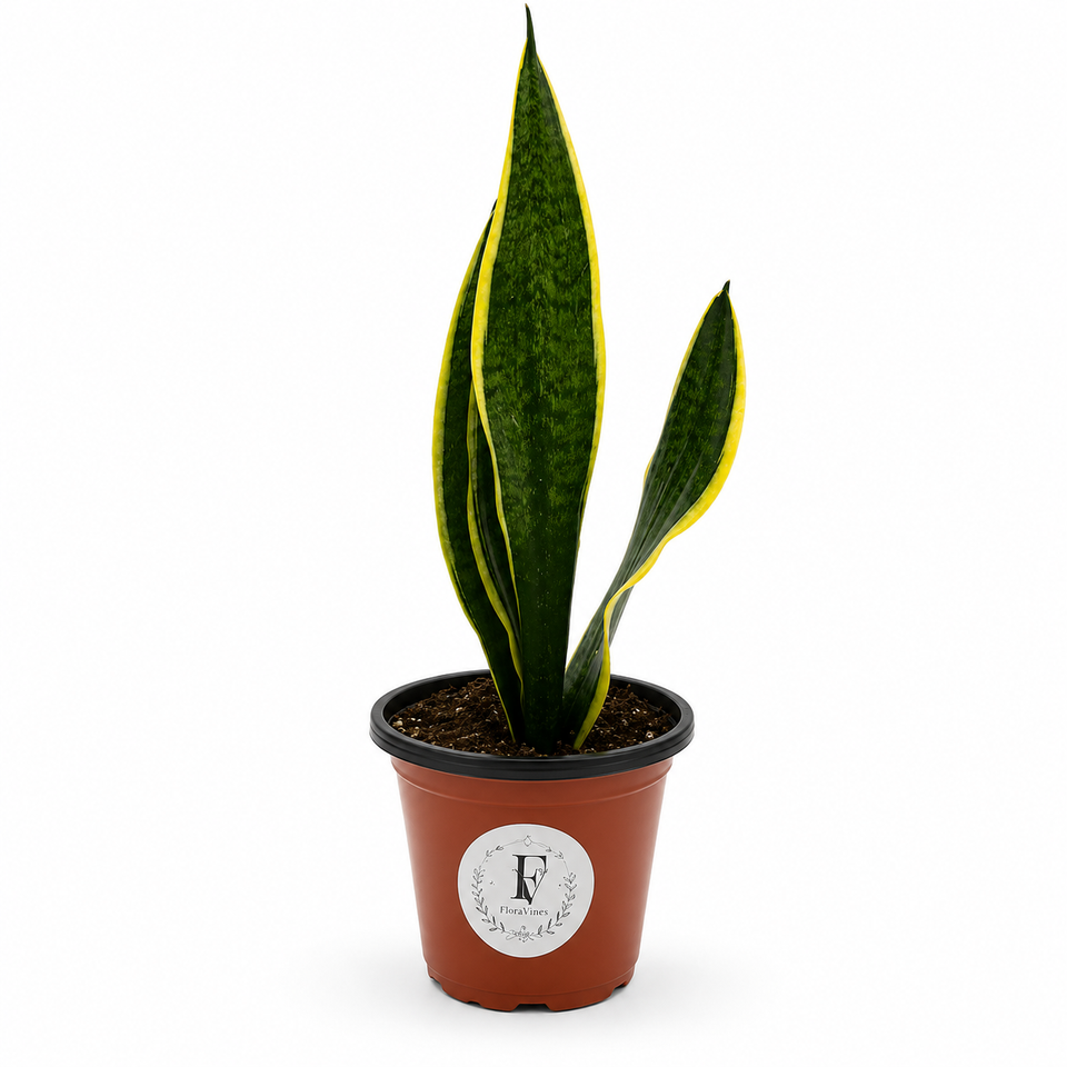 Snake Plant (Sansevieria trifasciata) – 6-Inch Pot – Default Title