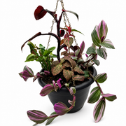 FloraVines Pink Splash Arrangement – 10-Inch Hanging Basket – Default Title