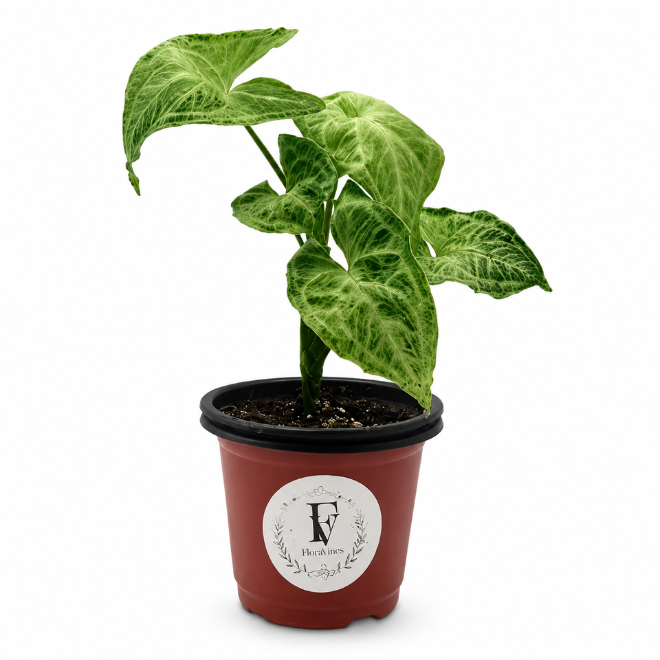Syngonium Batik – 4-Inch Pot – 4" Pot / Nursery