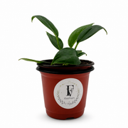 Philodendron Birkin – 4-Inch Pot – 4" Pot / Nursery pot