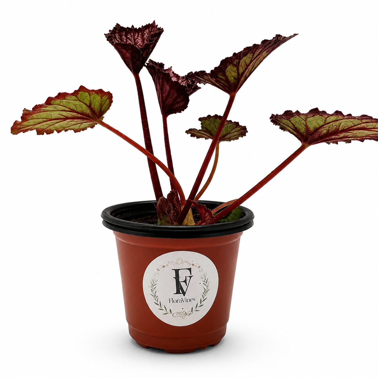 Begonia Summer Storm – 4-Inch Pot – 4" Pot / Nursery Pot