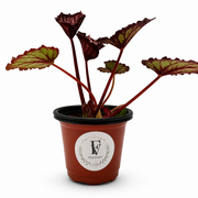 Begonia Summer Storm – 4-Inch Pot – 4" Pot / Nursery Pot