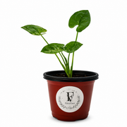 Syngonium Gold Allusion – 4-Inch Pot – 4" Pot / Nursery pot
