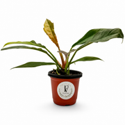 Philodendron Jungle Boogie – 4-Inch Pot – 4" Pot / Nursery