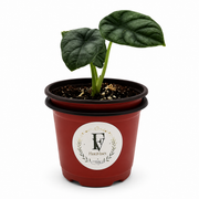 Alocasia Silver Dragon – 4-Inch Pot – 4" Pot / Nursery