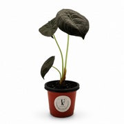 Alocasia Cuprea Red Secret – 4-Inch Pot – 4" Pot / Nursery