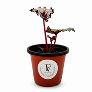 Begonia Macarena – 4-Inch Pot – 4" Pot / Nursery