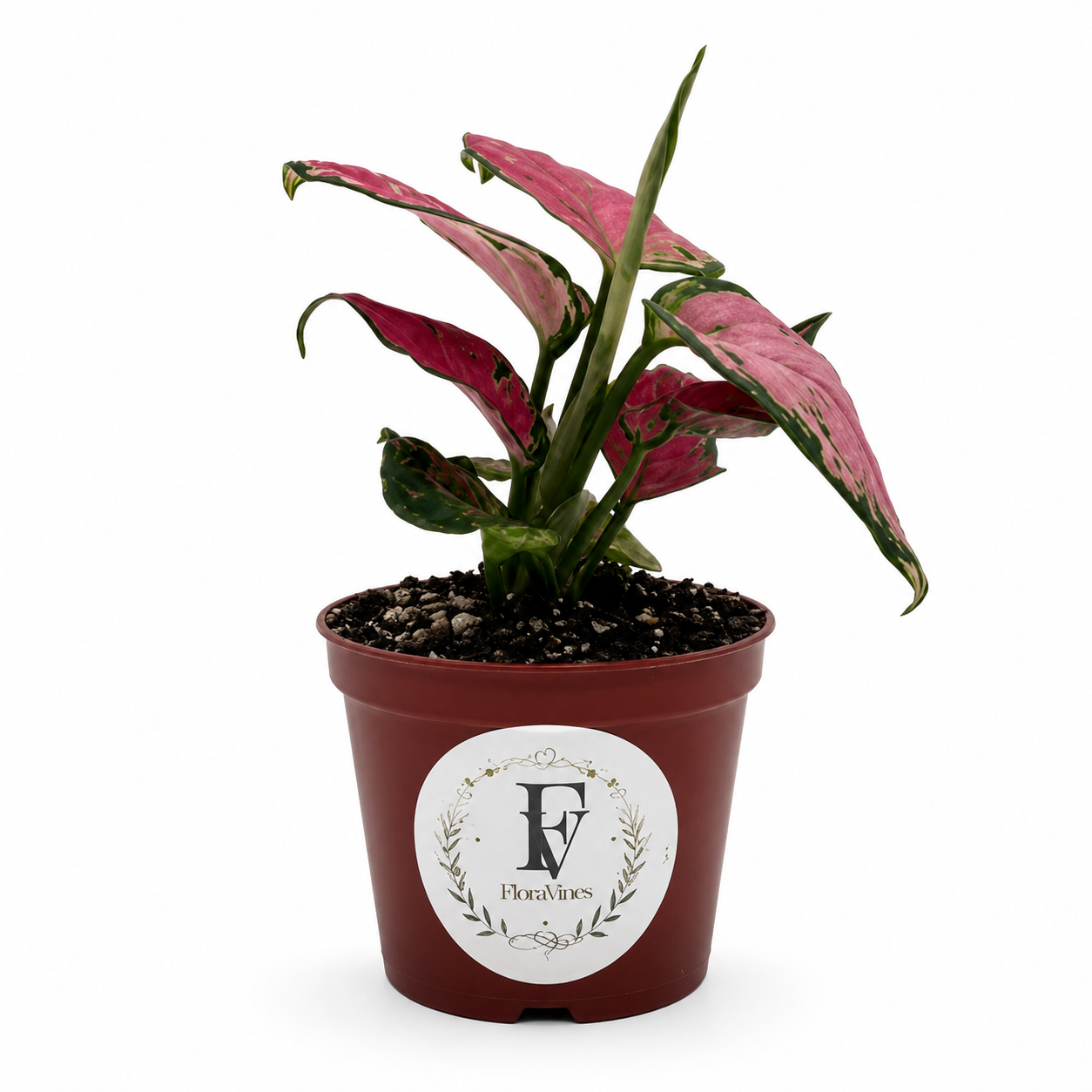 Aglaonema Valentine Red – 3-Inch Pot – 3" Pot / Nursery pot