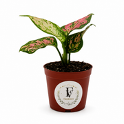 Aglaonema Diamond Red – 3-Inch Pot – 3" Pot / Nursery pot
