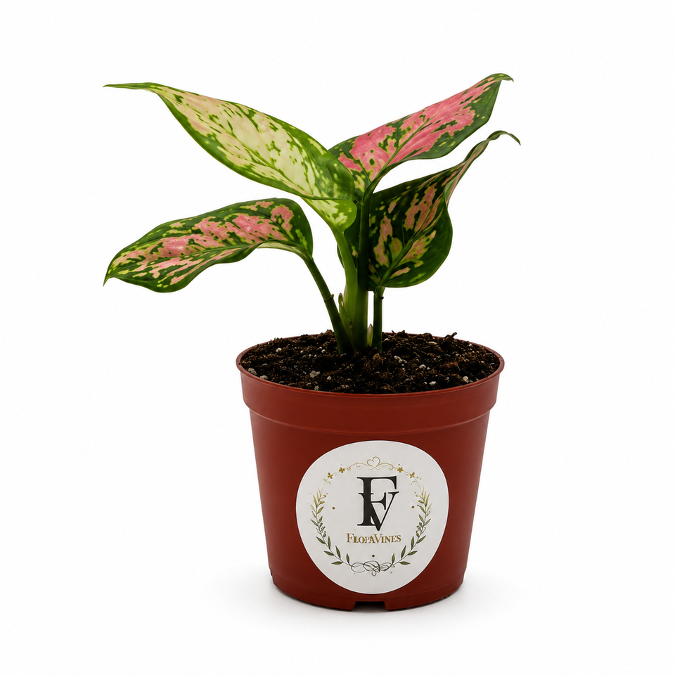 Aglaonema Diamond Red – 3-Inch Pot – 3" Pot / Nursery pot