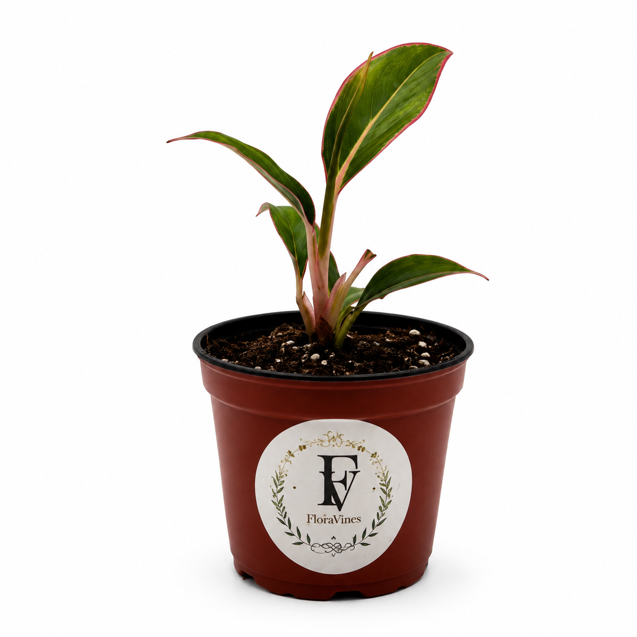 Aglaonema Siam Aurora – 3-Inch Pot – 3" Pot / Nursery pot