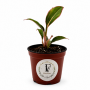 Aglaonema Siam Aurora – 3-Inch Pot – 3" Pot / Nursery pot