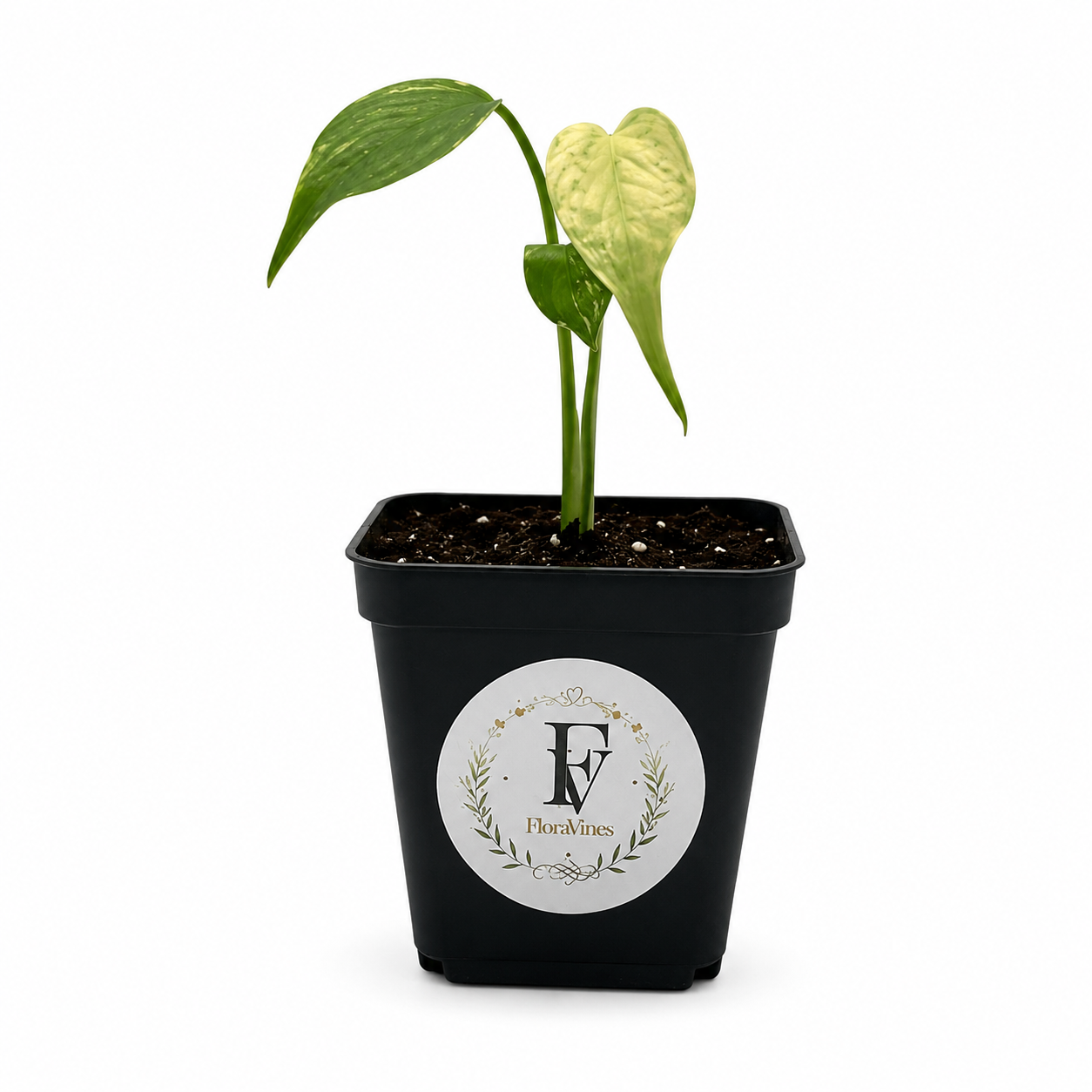 Monstera Deliciosa Mint Variegated – 2.5-Inch Pot – Default Title