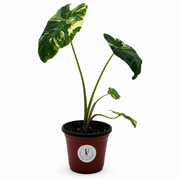 Colocasia esculenta "Milky Way" Variegated - Starry Elephant Ear – 4-Inch Pot – Default Title