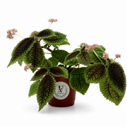 Pilea Moon Valley – 4-Inch Pot – 4" Pot / Nursery pot
