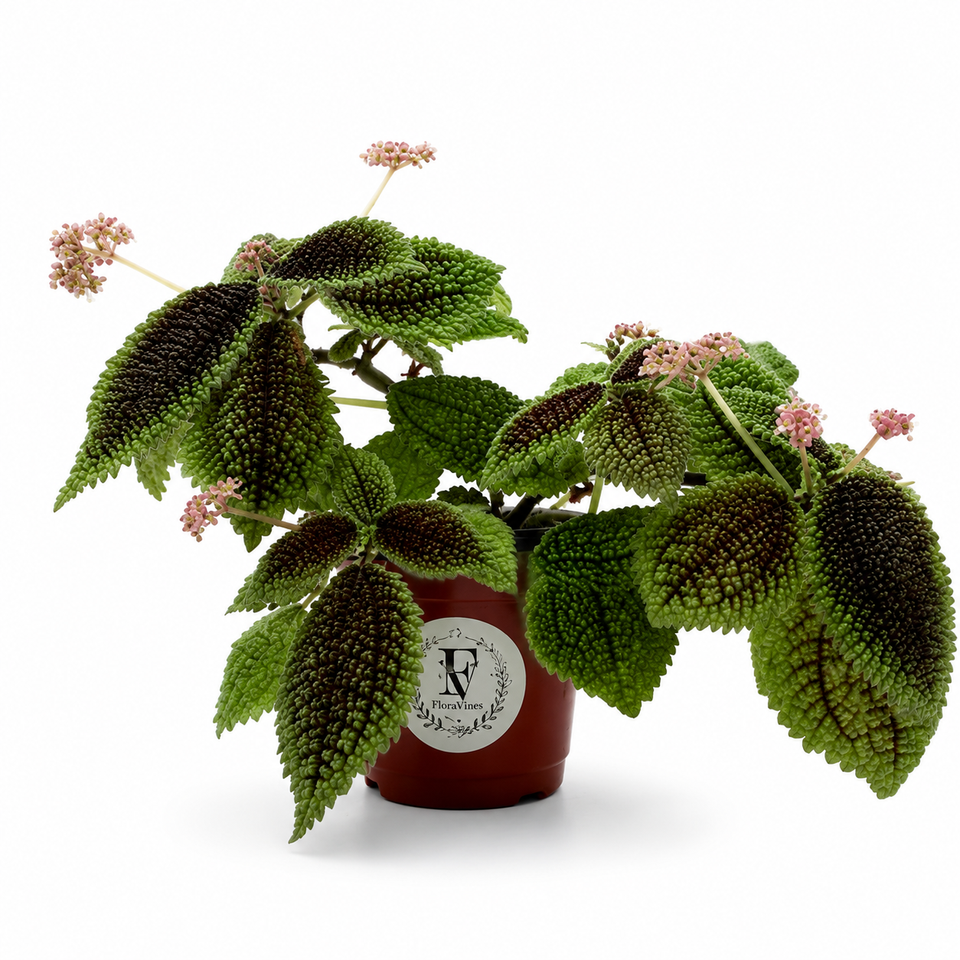 Pilea Moon Valley – 4-Inch Pot – 4" Pot / Nursery pot