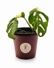 Monstera Adansonii Albo – 6-Inch Pot – Default Title