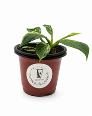 Philodendron Green Congo Marble Variegated – 4-Inch Pot – Default Title