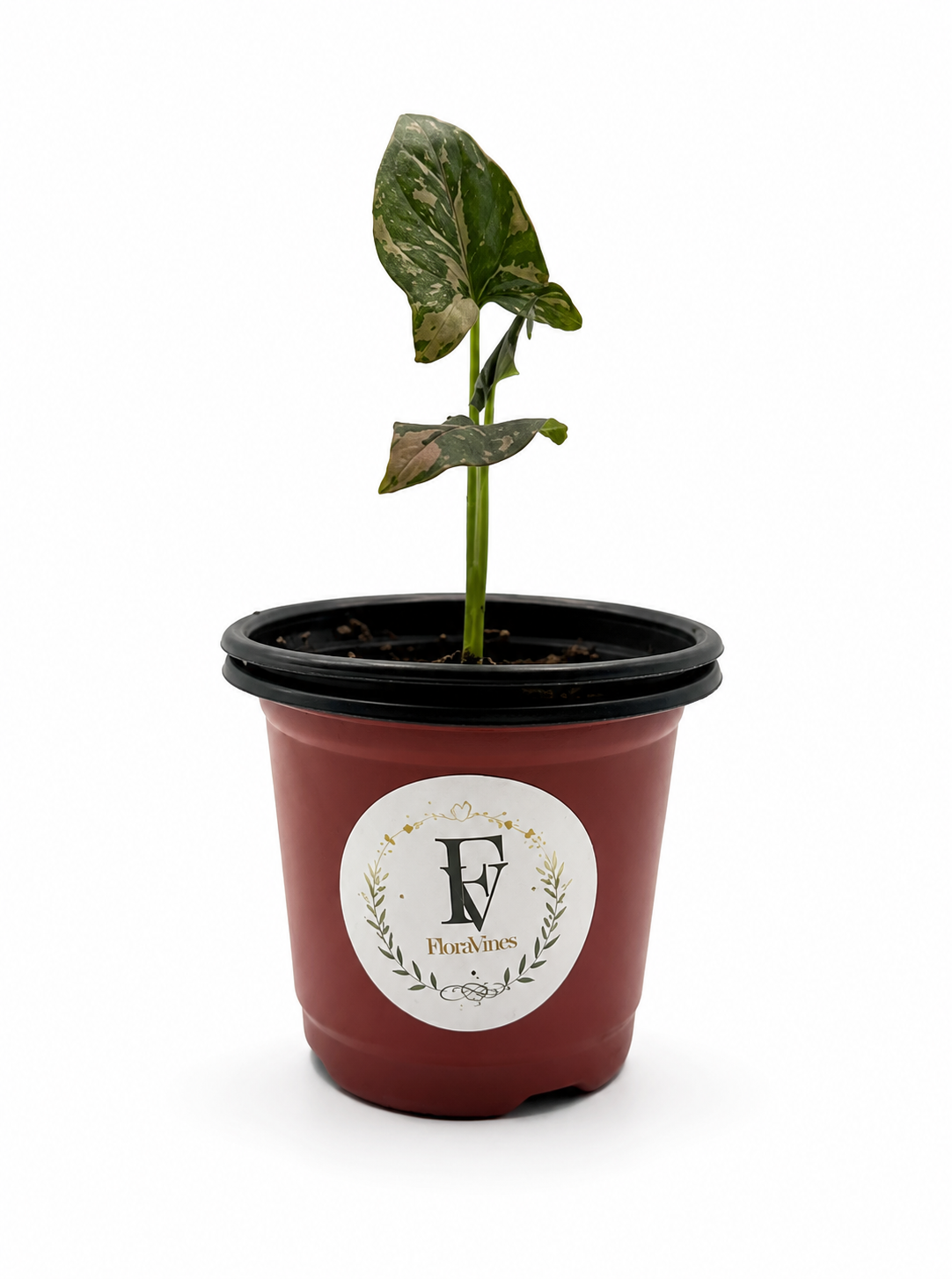 Syngonium Pink Splash – 4-Inch Pot – 4" Pot / Nursery
