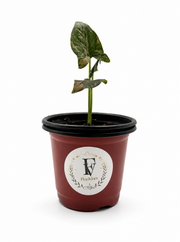 Syngonium Pink Splash – 4-Inch Pot – 4" Pot / Nursery
