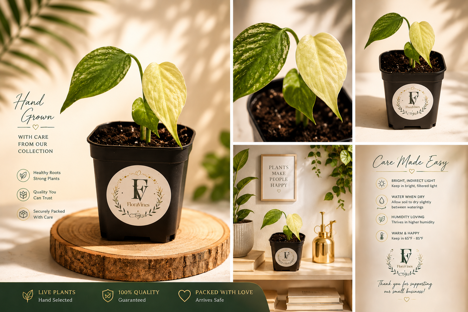 Monstera Deliciosa Mint Variegated