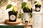 Monstera Deliciosa Mint Variegated – 2.5-Inch Pot
