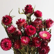Dried Strawflower: Assorted 4oz Bunch