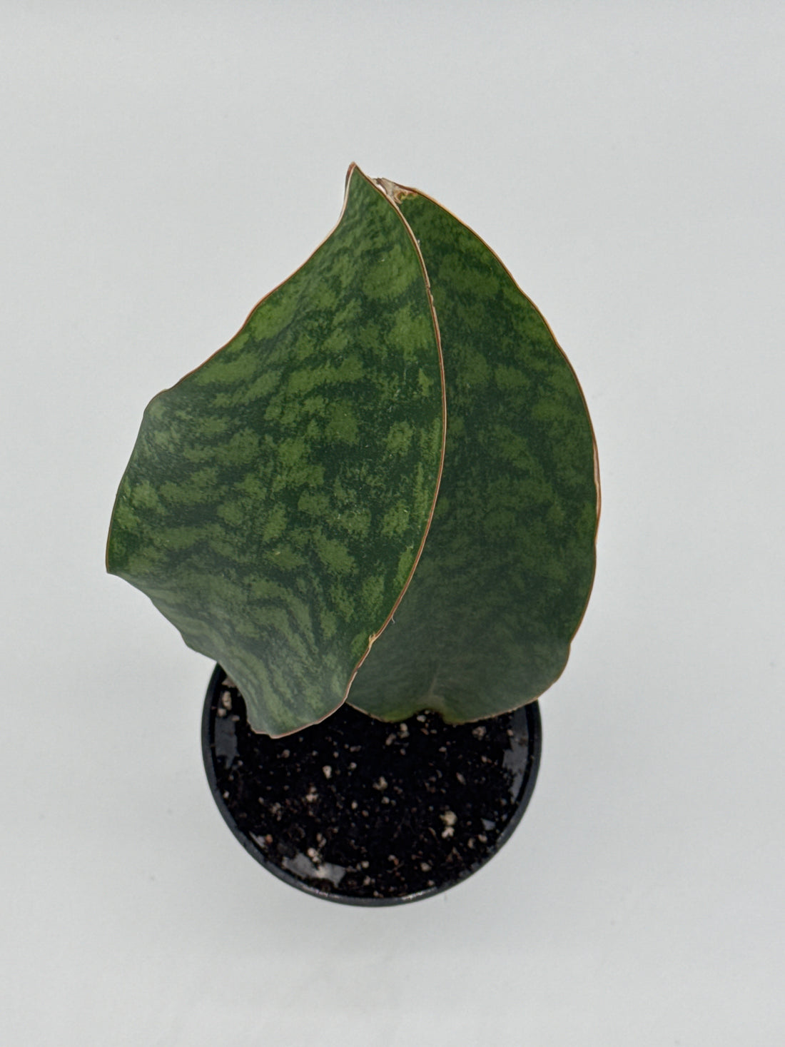 Shark Fin Snake Plant