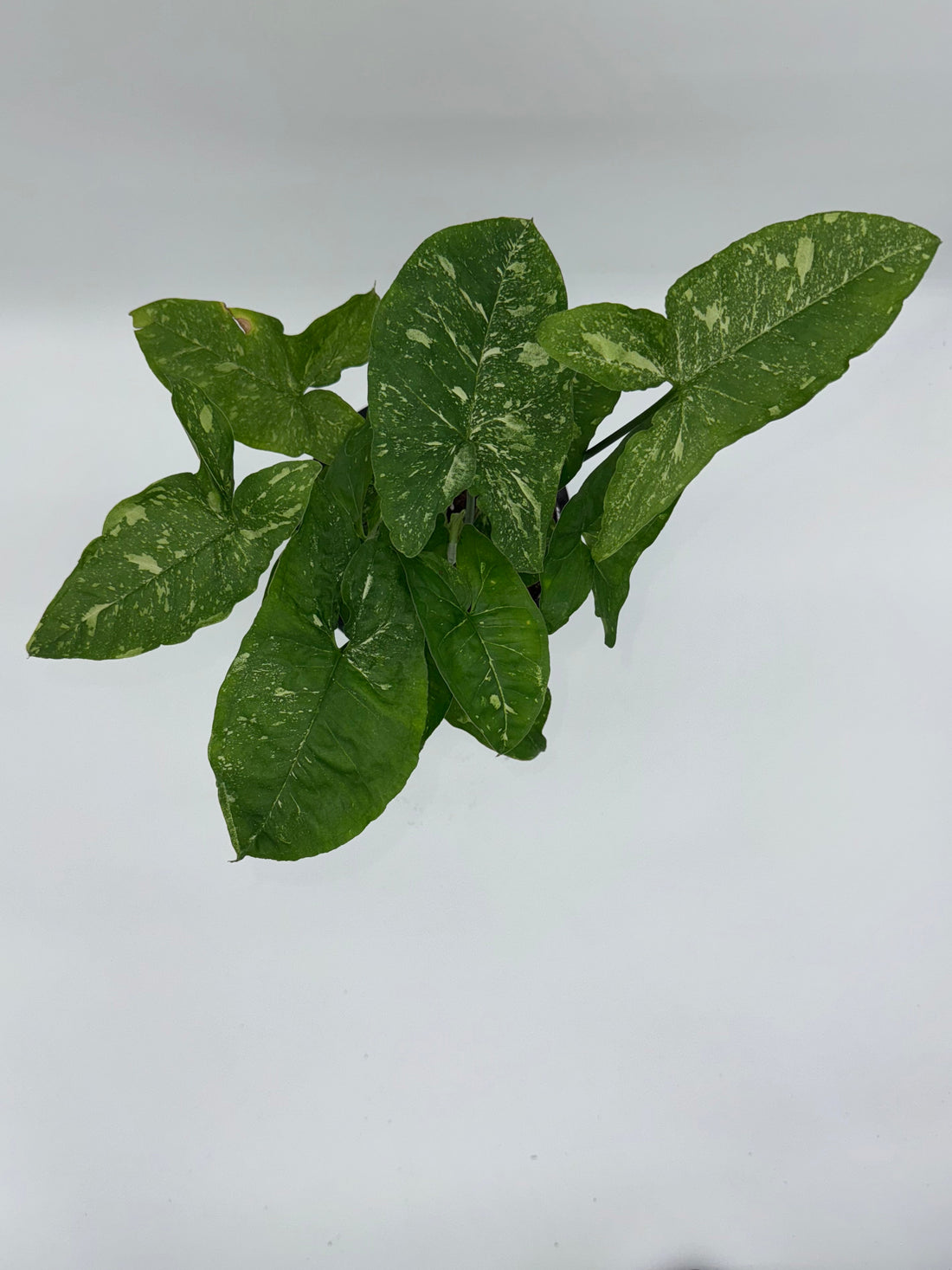 Syngonium Panda