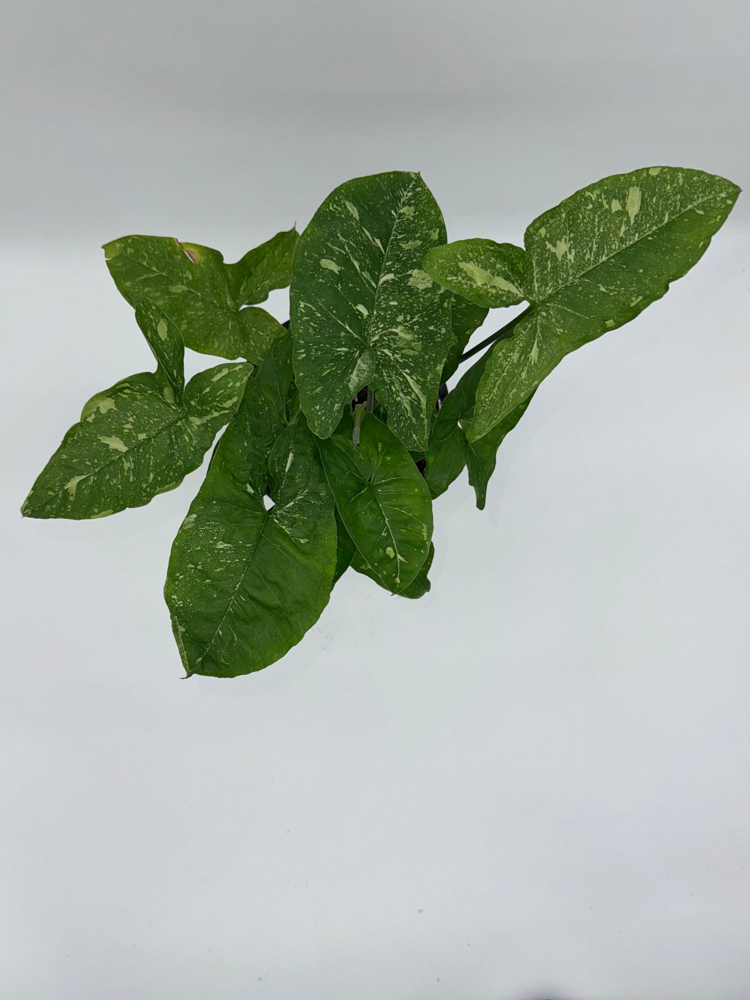 Syngonium Panda