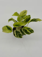Calathea 'Yellow Fusion' – 4-Inch Pot – 4" Pot / Nursery pot