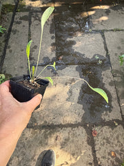 Giant Coneflower Live Plant – Rudbeckia maxima – Native Tall Pollinator Perennial