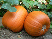 Jack O' Lantern Pumpkin Seeds