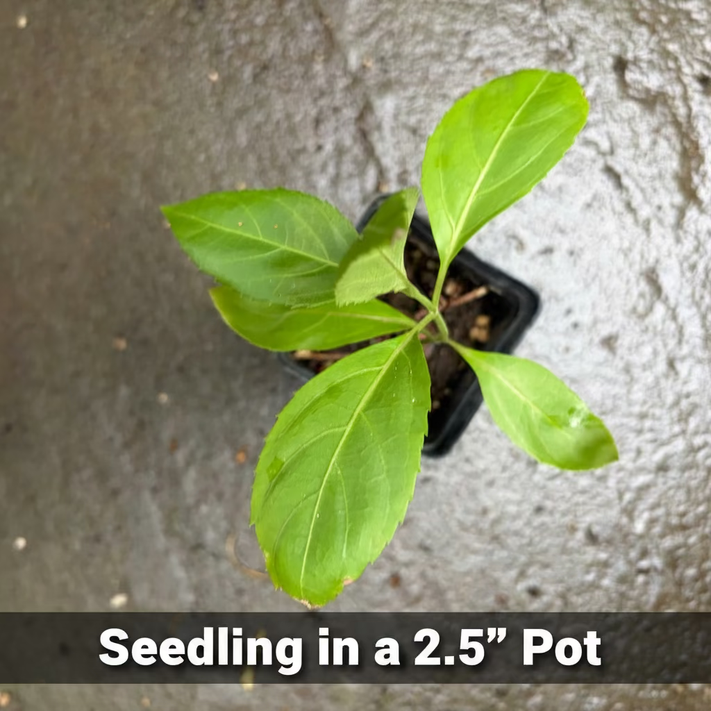 Belize Sage Live Plant (Salvia miniata) – Hummingbird &amp; Pollinator Perennial, Zones 9–11