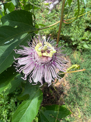Maypop Passionflower (Passiflora incarnata) Live Plant – Native Vine, Edible Fruit, Zones 6–9, Hardy Passion Fruit