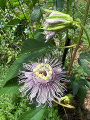 Maypop Passionflower (Passiflora incarnata) Live Plant – Native Vine, Edible Fruit, Zones 6–9, Hardy Passion Fruit