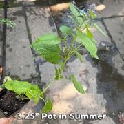 Native Anise Hyssop Live Plant – Agastache foeniculum, Zones 4–8