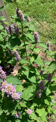 Native Anise Hyssop Live Plant – Agastache foeniculum, Zones 4–8