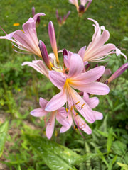 Naked Ladies Bulbs – Belladonna Lily & Resurrection Lily (3 Bulbs)