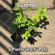 Native Anise Hyssop Live Plant – Agastache foeniculum, Zones 4–8