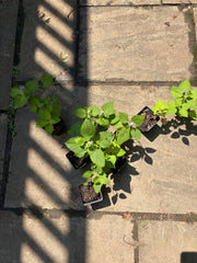 Anise Hyssop Live Plants – Agastache rugosa White & Purple Mix
