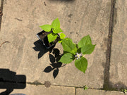 Native Anise Hyssop Live Plant – Agastache foeniculum, Zones 4–8