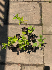 Native Anise Hyssop Live Plant – Agastache foeniculum, Zones 4–8