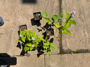Native Anise Hyssop Live Plant – Agastache foeniculum, Zones 4–8